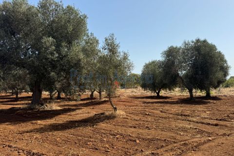 Farm hus i Ostuni, Brindisi, Ostuni - € 85.000 | Ref: 172956 - foto 21